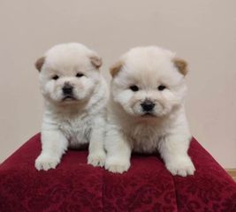 CHOW CHOW-thumb-2