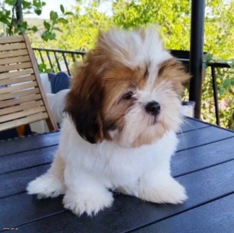 Shih Tzuuuu