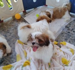 Shih Tzuuuu-thumb-1