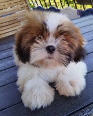 Shih Tzuuuu-thumb-2