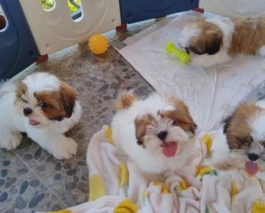 Shih Tzuuuu-thumb-3
