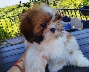 Shih Tzuuuu-thumb-4
