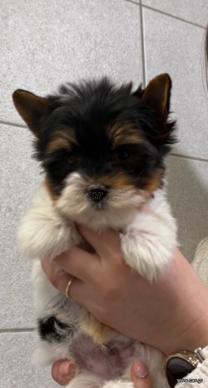 Mini Yorkies