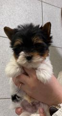 Mini Yorkies