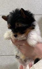 Mini Yorkies-thumb-1