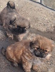 Pekingese