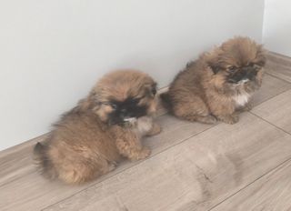 Pekingese