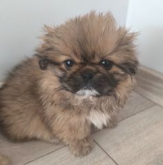 Pekingese-thumb-1