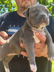 Pitbull