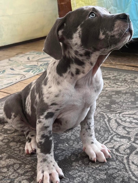 Pitbull