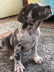 Pitbull