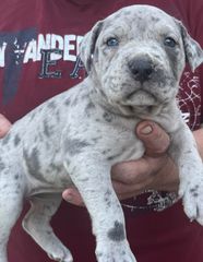 Pitbull