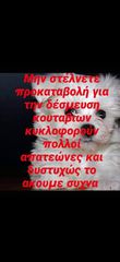 Μαλτεζ toy θεσσαλονικη με γραπτή εγγύηση-thumb-2