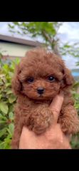 Poodle toy κόκκινο από πρωταθλητές γονείς με pedigree
