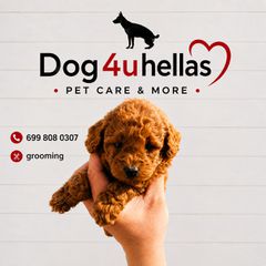 Poodle toy κόκκινο από πρωταθλητές γονείς με pedigree