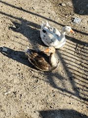 10 χήνες όλες μαζί ανταλλαγή με πουλαδες