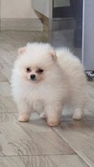 Pomeranian
