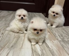 Pomeranian