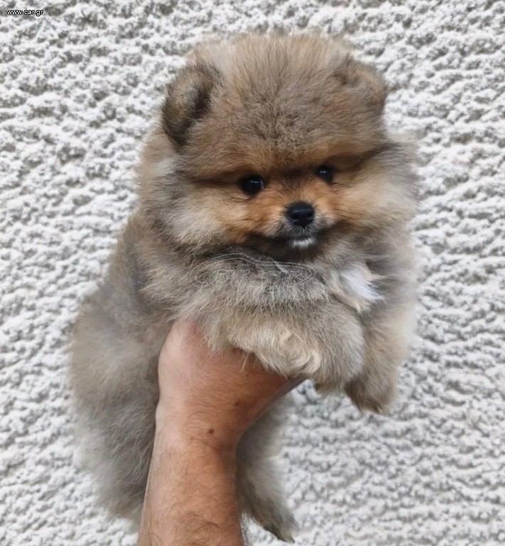 Pomeranian