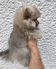 Pomeranian-thumb-1