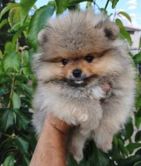 Pomeranian-thumb-2