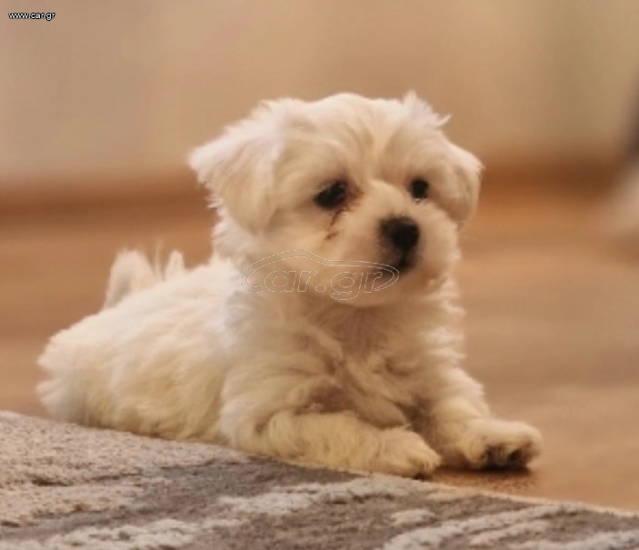 Malteser