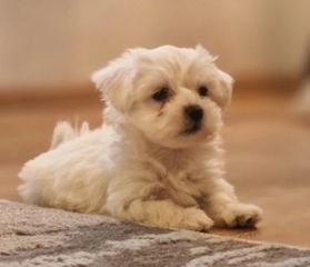 Malteser