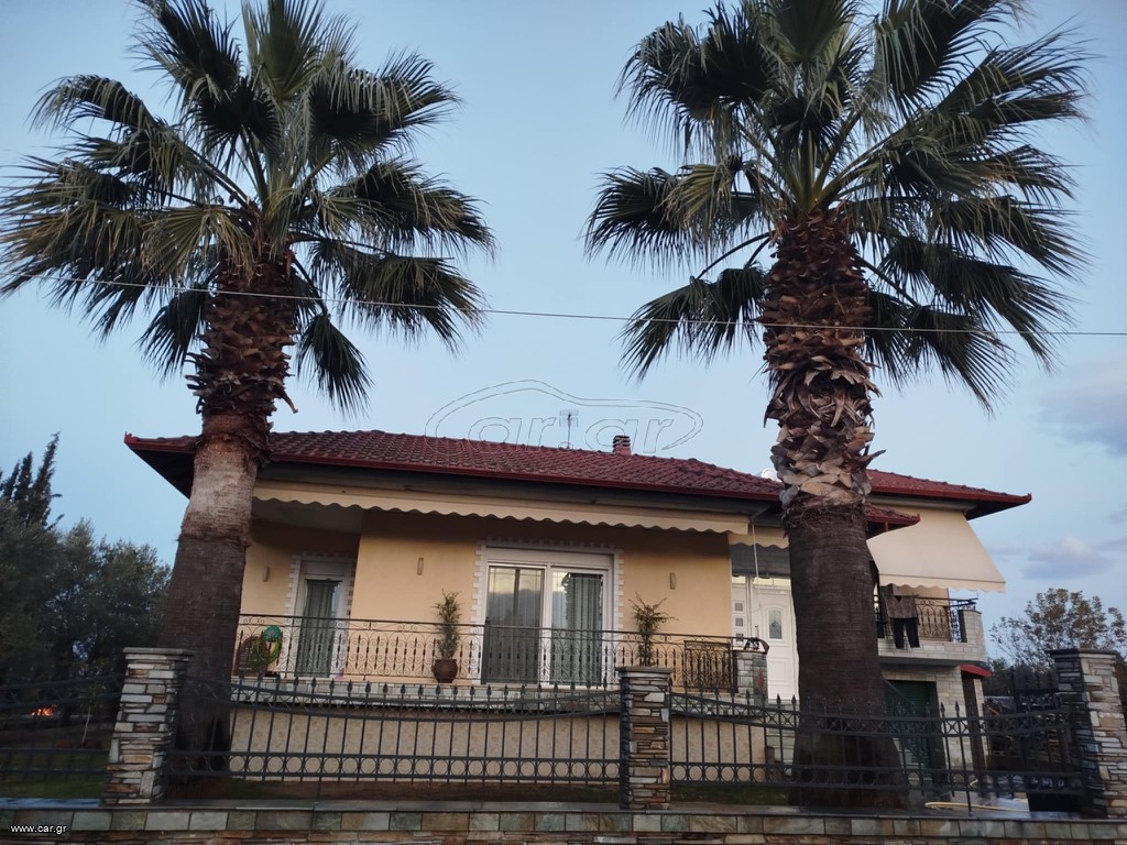 Palm tree ( Washingtonia ) 2 φοίνικες