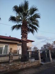 Palm tree ( Washingtonia ) 2 φοίνικες-thumb-1