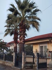 Palm tree ( Washingtonia ) 2 φοίνικες-thumb-2