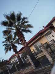 Palm tree ( Washingtonia ) 2 φοίνικες-thumb-3