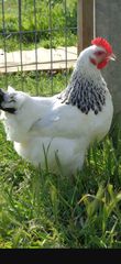 Πουλαδες  αυγοπαραγωγης σε διαφορα χρωματα