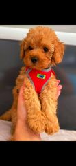 Poodle toy fci pedigree