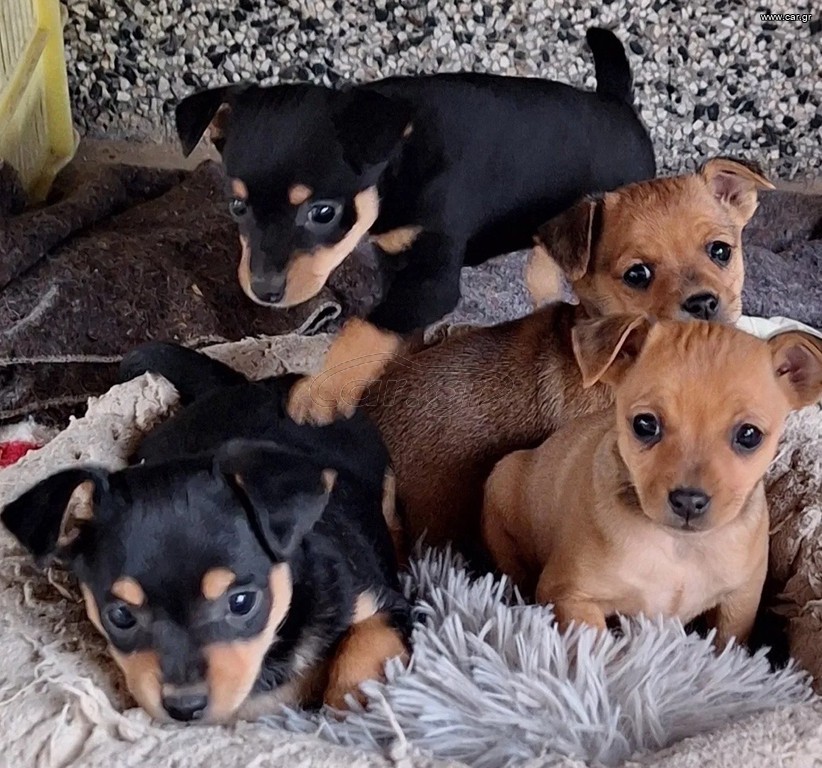 Pinscher