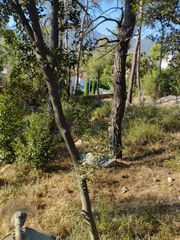 Καθαρισμοί οικοπέδων-thumb-5