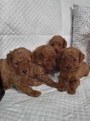 Poodle toy pedigree