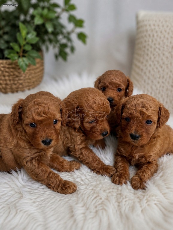 Poodle toy με απόδειξη