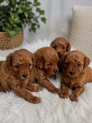 Poodle toy με απόδειξη