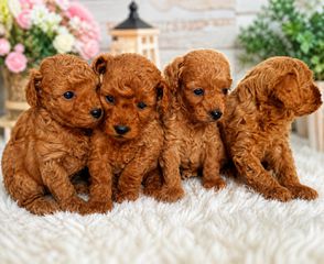 Poodle toy με απόδειξη-thumb-2