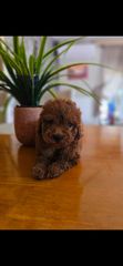 Poodle toy pedigree