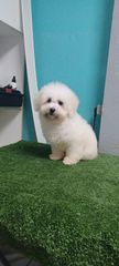 bichon frize