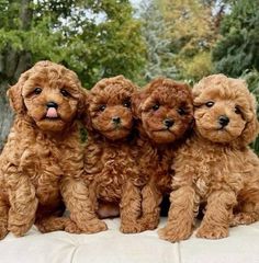 Poodle toy