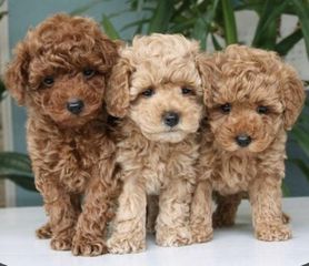 Poodle toy-thumb-1
