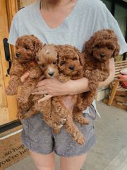 Poodle toy-thumb-3