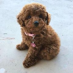 Poodle toy-thumb-4