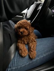 Poodle toy-thumb-5