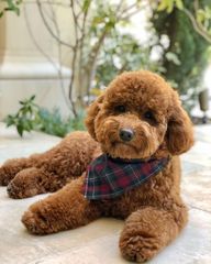 Poodle toy-thumb-6