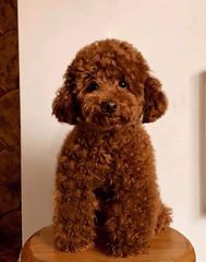 Poodle toy-thumb-7