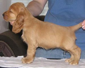 Κόκερ σπανιέλ