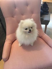 Pomeranian boo-thumb-5